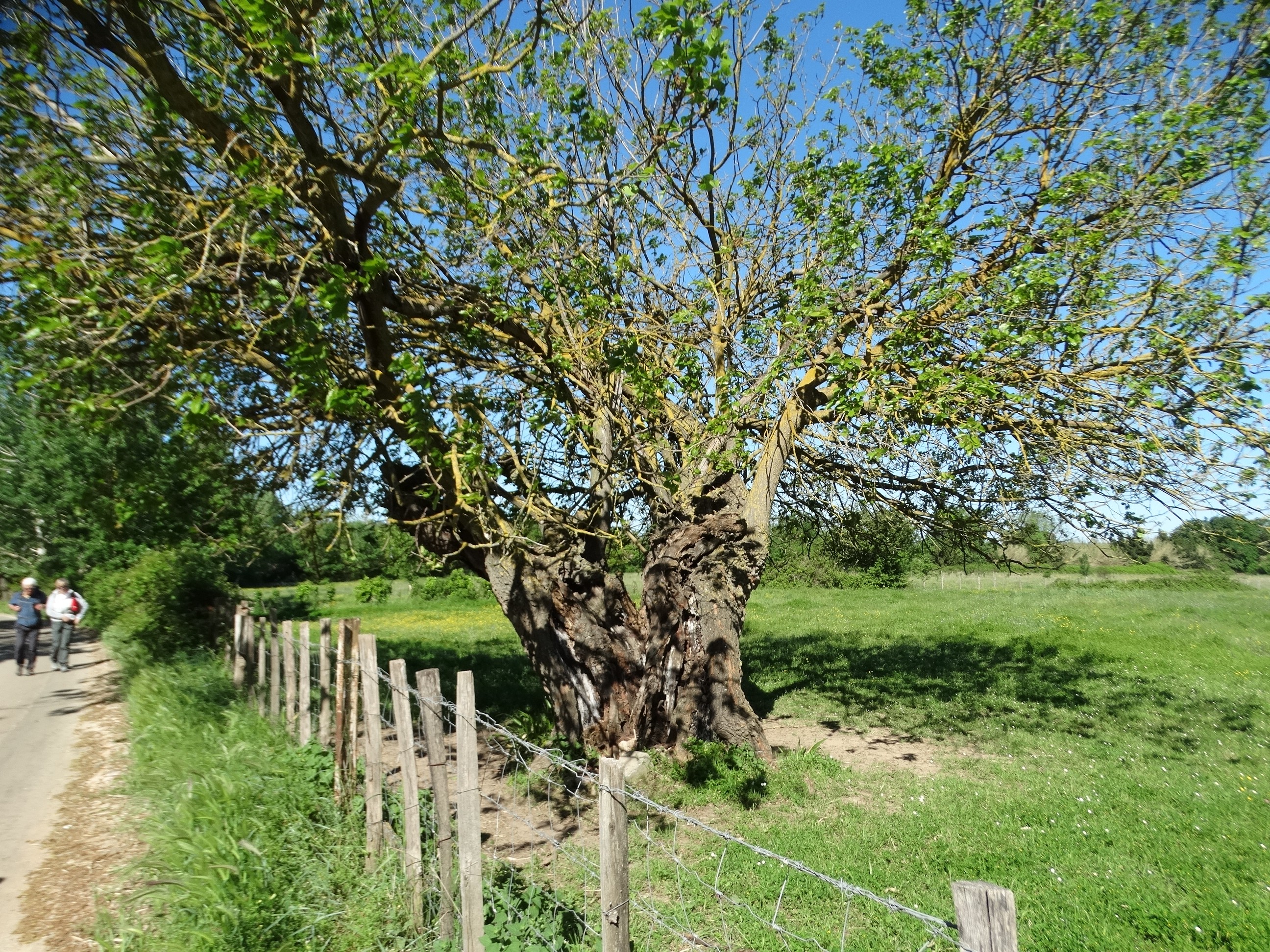 Dsc08737 1