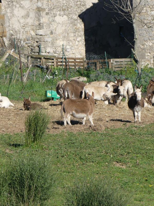 33 . 01/04/25 LES CORNICHES DE LAUROUX