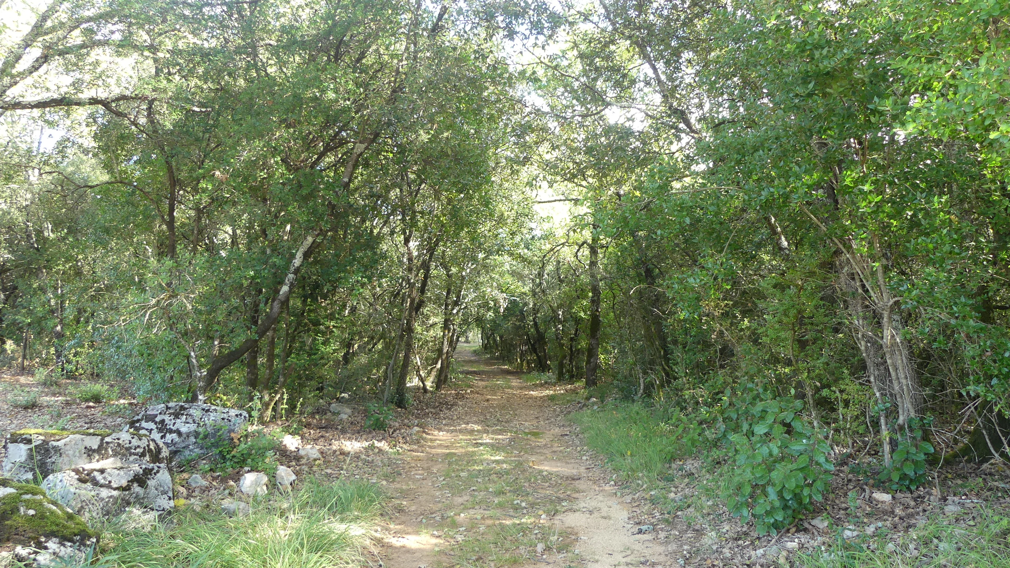 P1090146 1